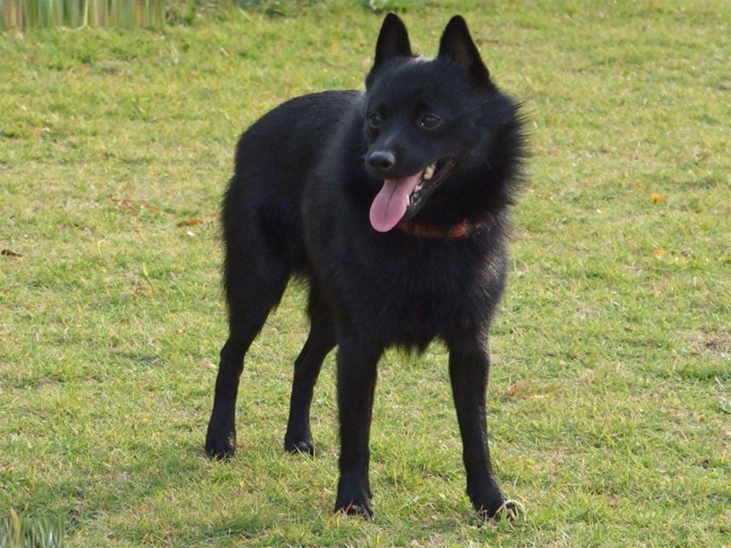 Schipperke Dog Breed Image 3