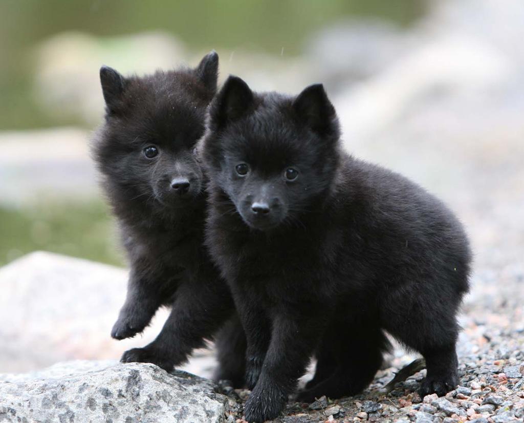 Schipperke Dog Breed Image 6