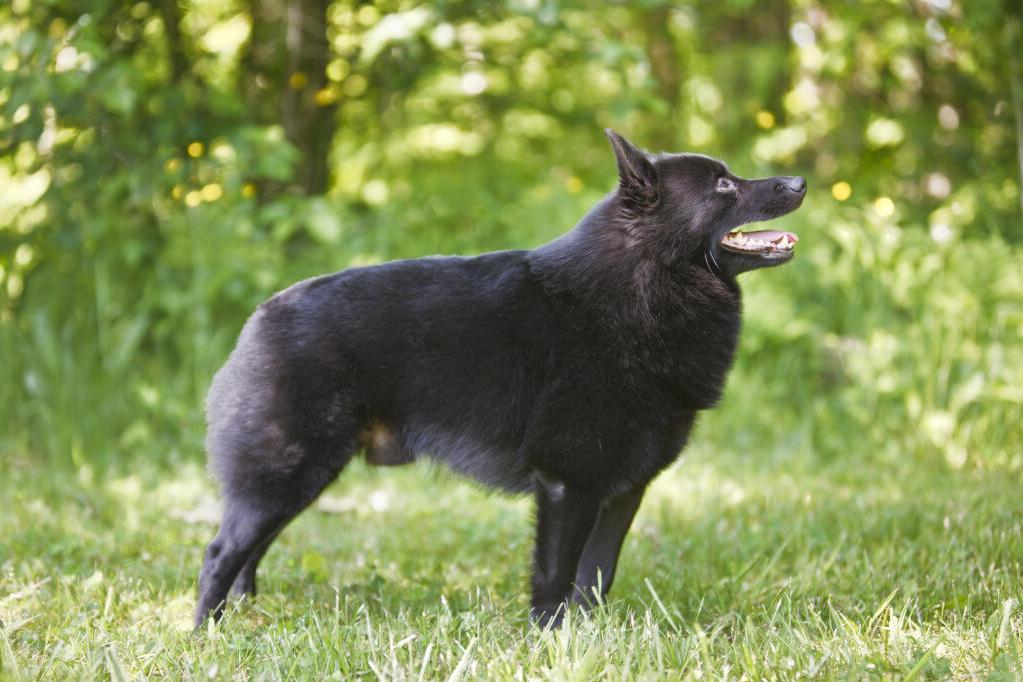 Schipperke Dog Breed Image 7