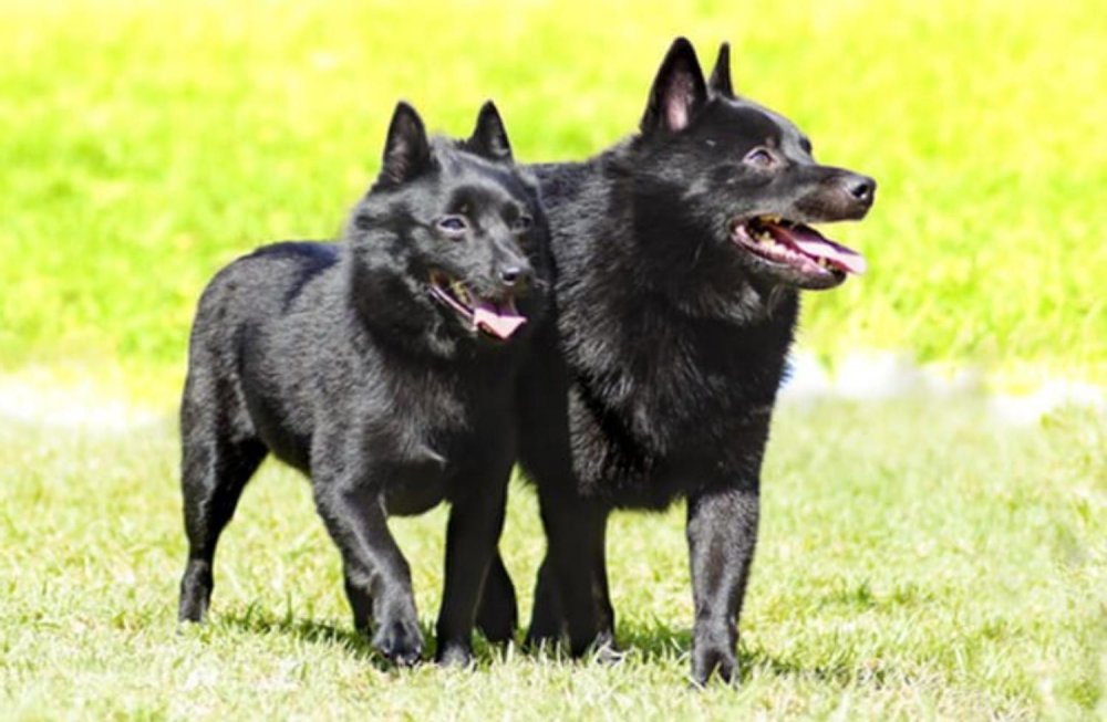 Schipperke Dog Breed Image 8