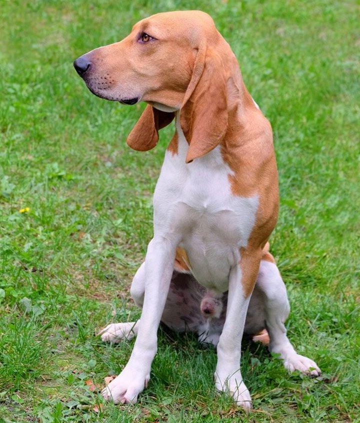 Schweizer Laufhund Dog Breed Image 1