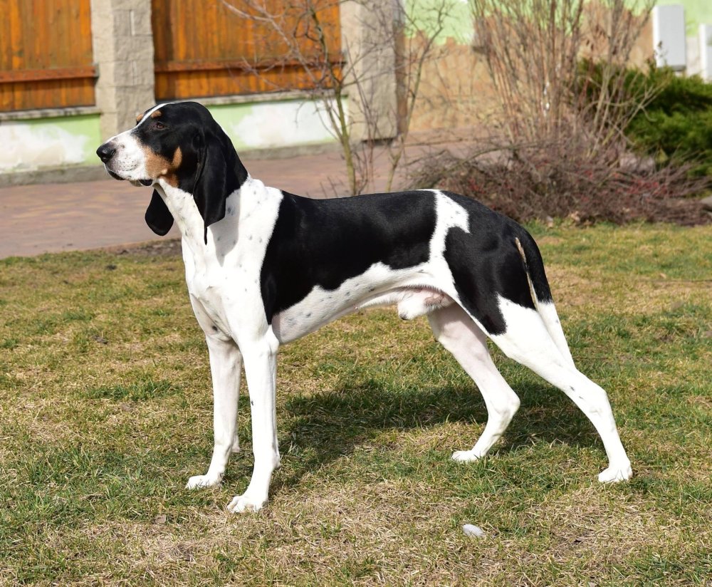 Schweizer Laufhund Dog Breed Image 14