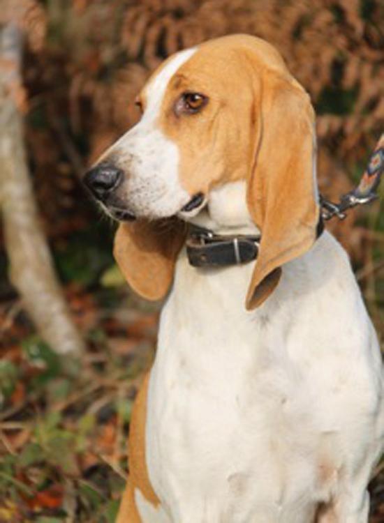 Schweizer Laufhund Dog Breed Image 19