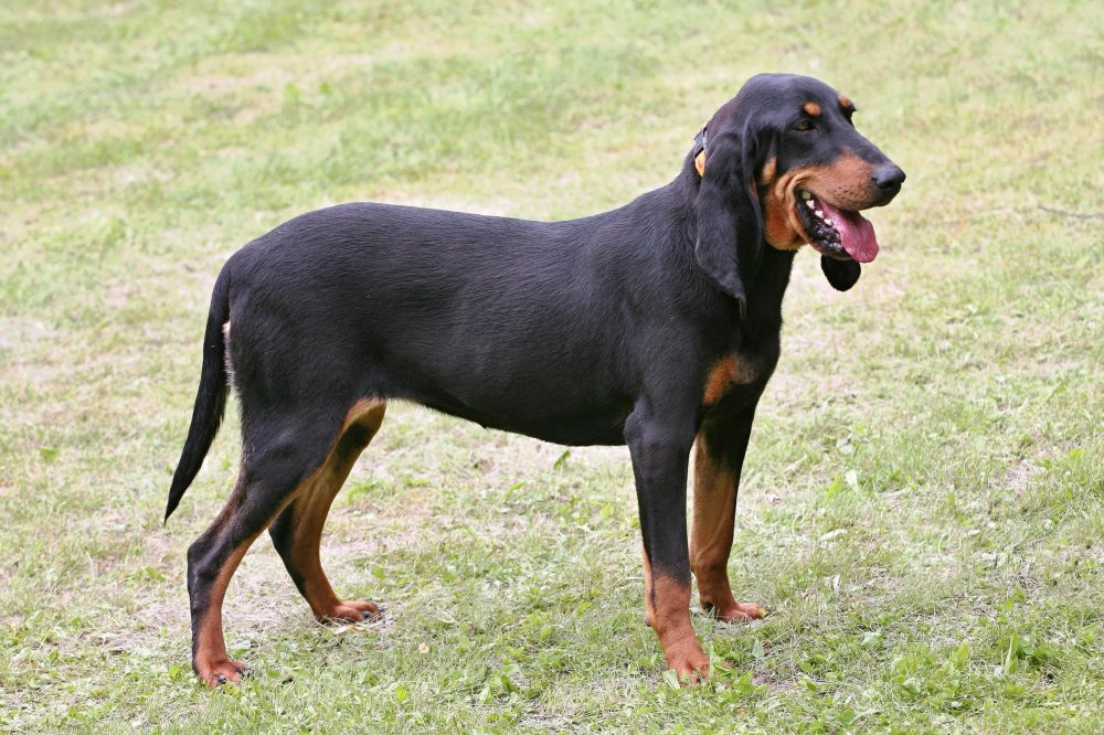 Schweizer Laufhund Dog Breed Image 5