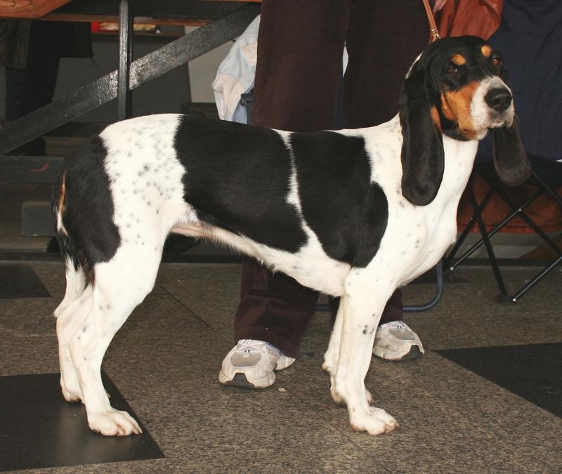 Schweizerischer Niederlaufhund Dog Breed Image 10