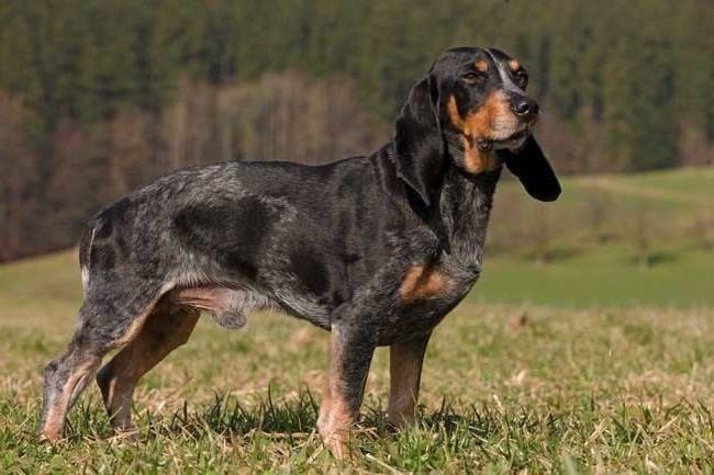 Schweizerischer Niederlaufhund Dog Breed Image 11