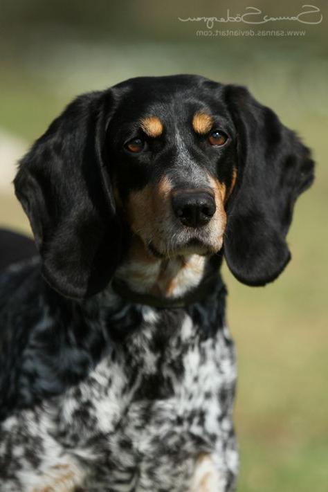 Schweizerischer Niederlaufhund Dog Breed Image 19