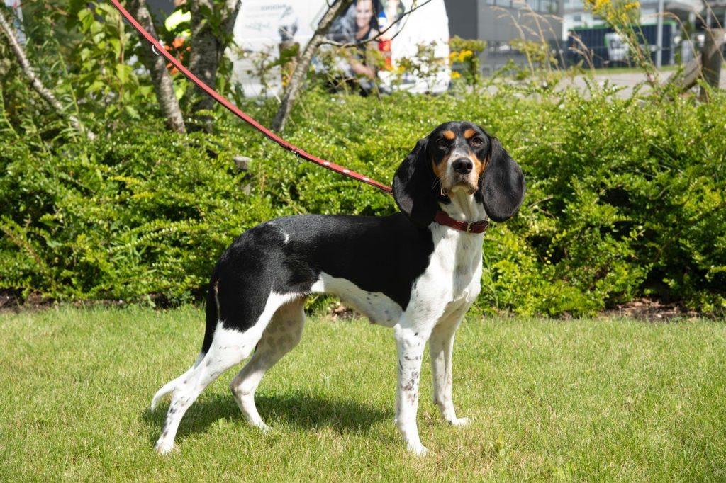 Schweizerischer Niederlaufhund Dog Breed Image 9