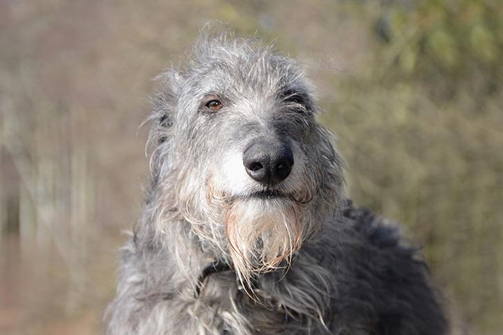 Scottish Deerhound Dog Breed Image 15