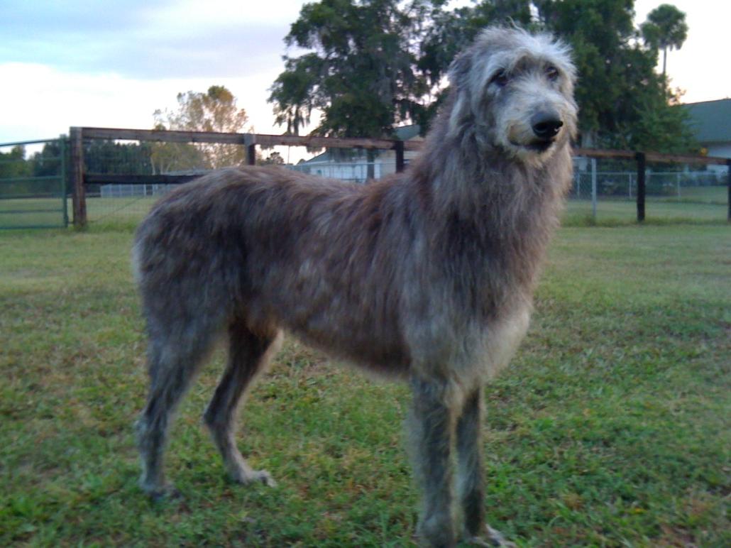 Scottish Deerhound Dog Breed Image 16