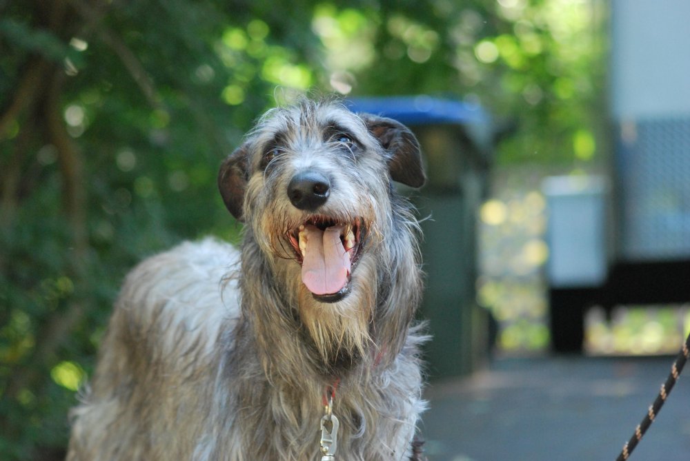 Scottish Deerhound Dog Breed Image 3