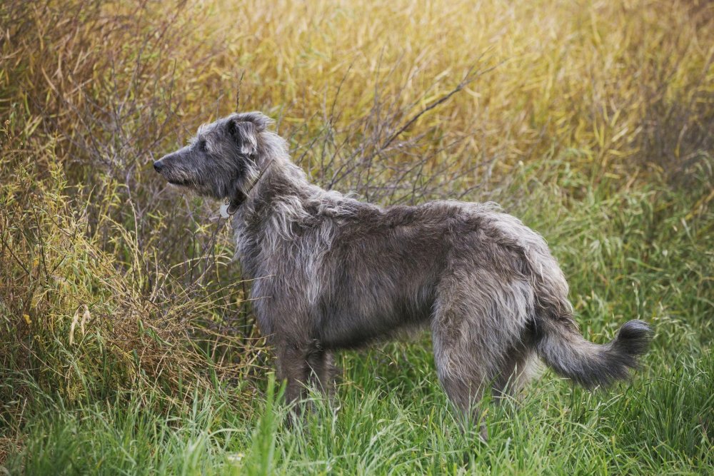 Scottish Deerhound Dog Breed Image 6