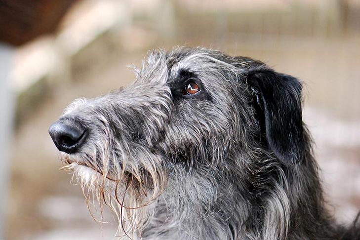 Scottish Deerhound Dog Breed Image 7