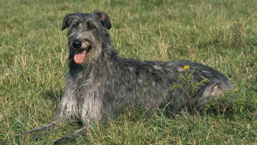 Scottish Deerhound Dog Breed Image 9