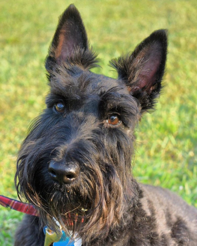 Scottish Terrier Dog Breed Image 13