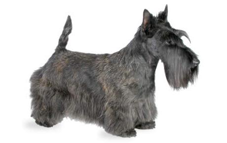 Scottish Terrier Dog Breed Image 19