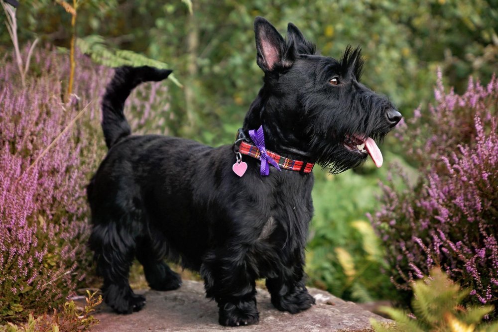 Scottish Terrier Dog Breed Image 2