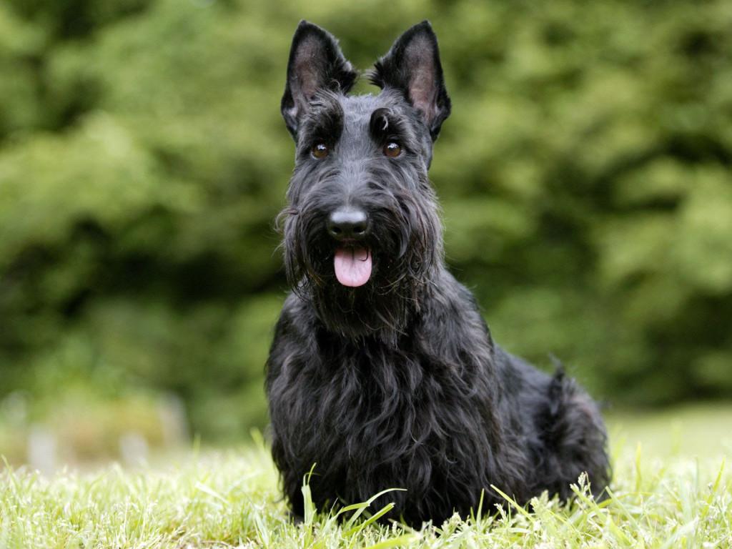 Scottish Terrier Dog Breed Image 5