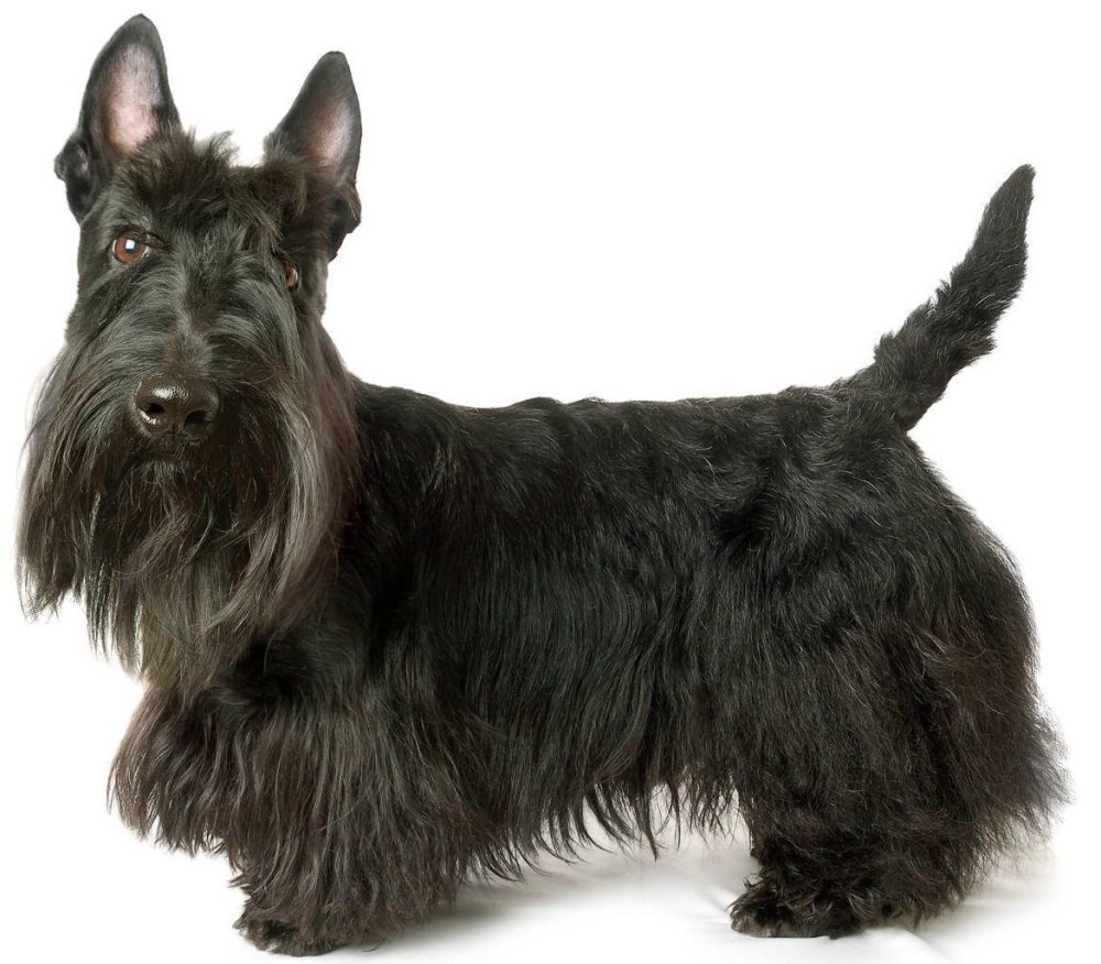 Scottish Terrier Dog Breed Image 6