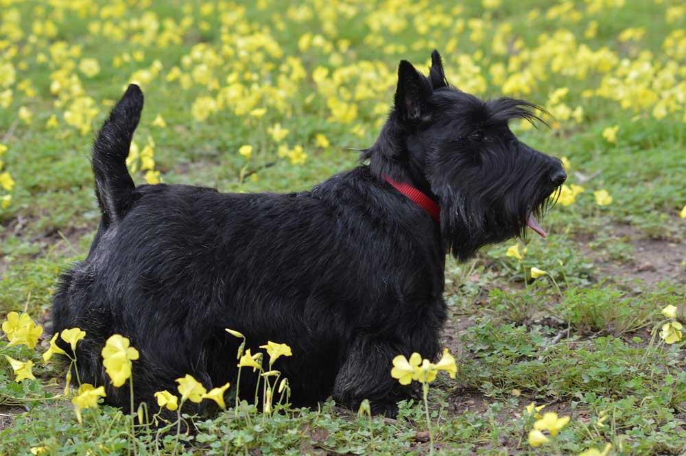 Scottish Terrier Dog Breed Image 7