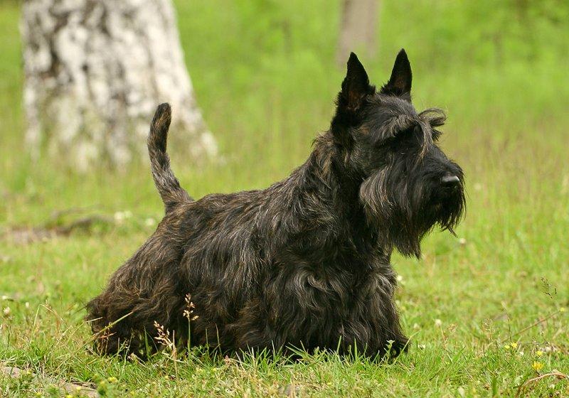 Scottish Terrier Dog Breed Image 8