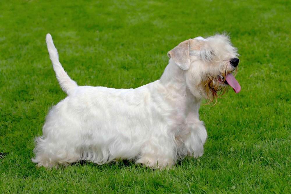 Sealyham Terrier Dog Breed Image 1