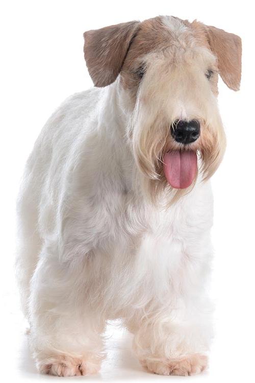 Sealyham Terrier Dog Breed Image 14