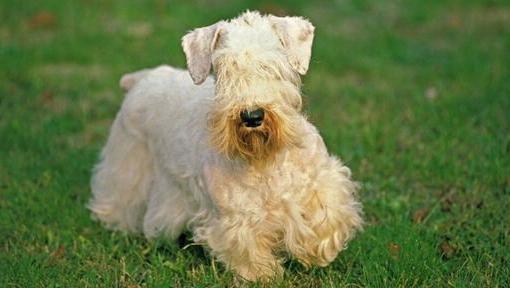 Sealyham Terrier Dog Breed Image 18