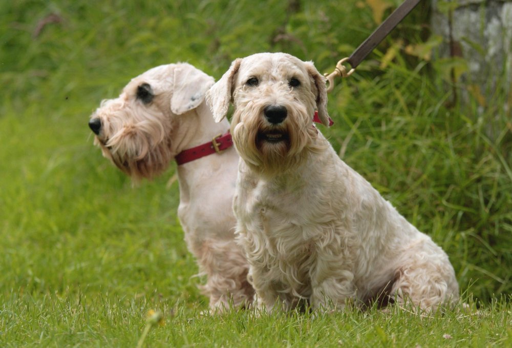 Sealyham Terrier Dog Breed Image 2