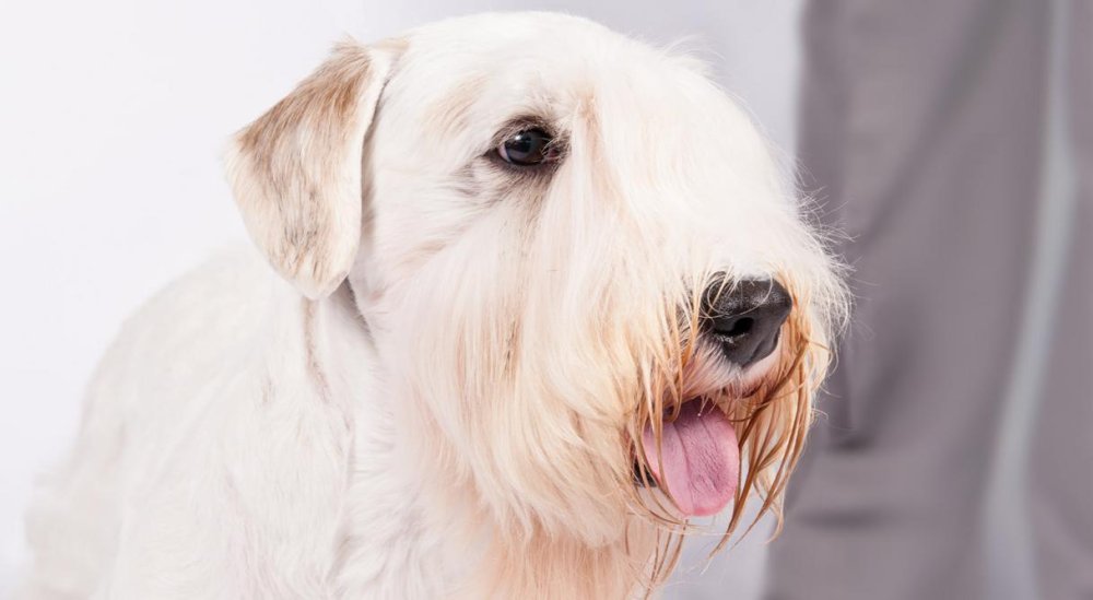 Sealyham Terrier Dog Breed Image 20