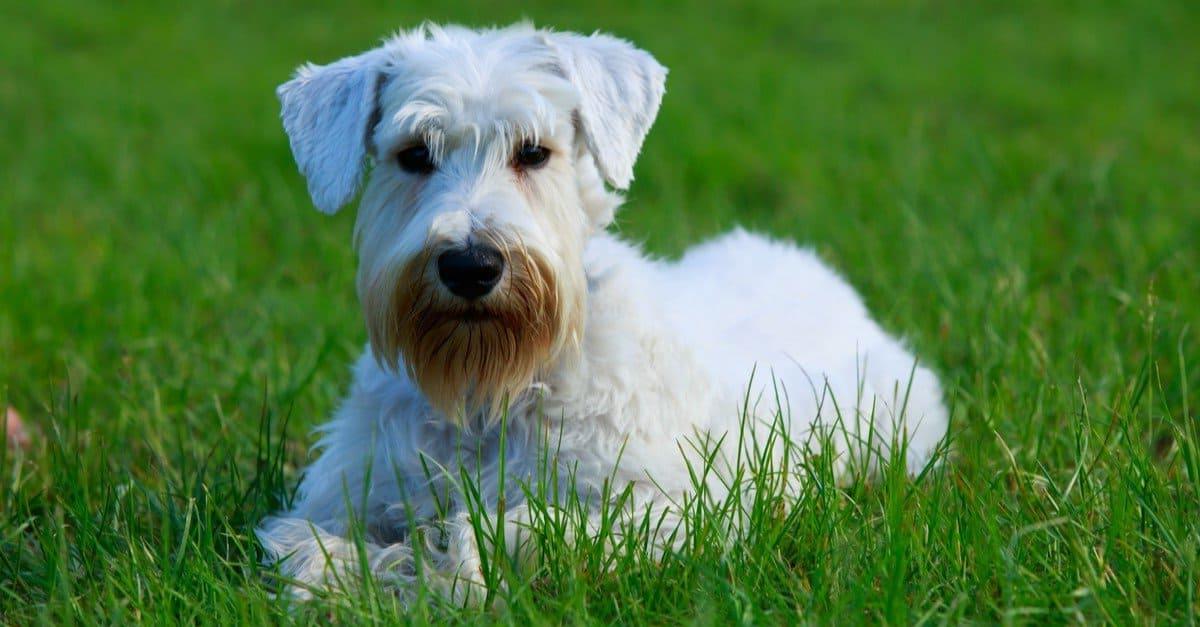 Sealyham Terrier Dog Breed Image 3