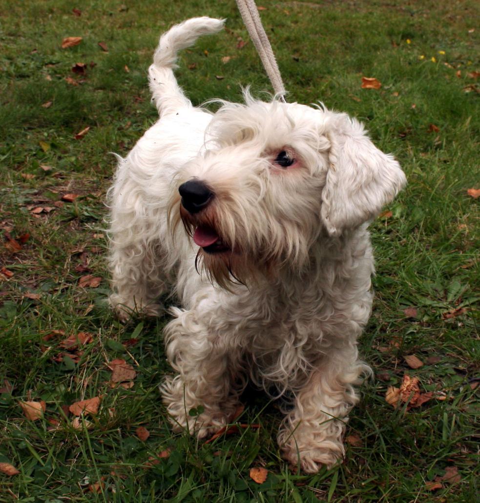 Sealyham Terrier Dog Breed Image 7