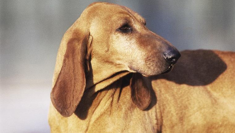 Segugio Italiano Dog Breed Image 19