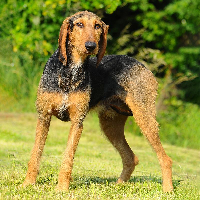 Segugio Italiano Dog Breed Image 3