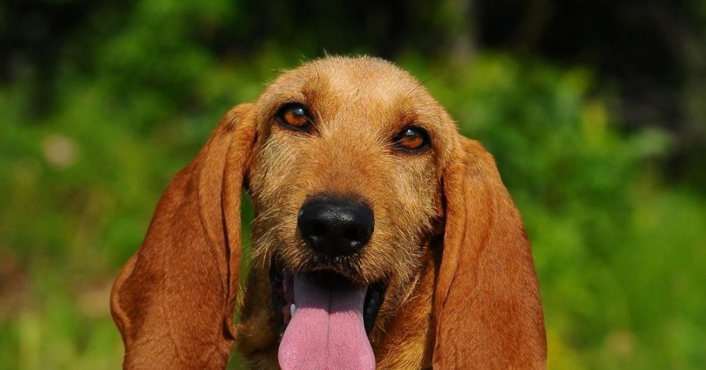 Segugio Italiano Dog Breed Image 4