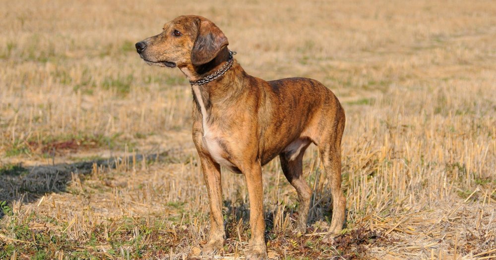 Segugio Maremmano Dog Breed Image 1