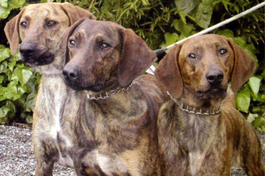 Segugio Maremmano Dog Breed Image 13