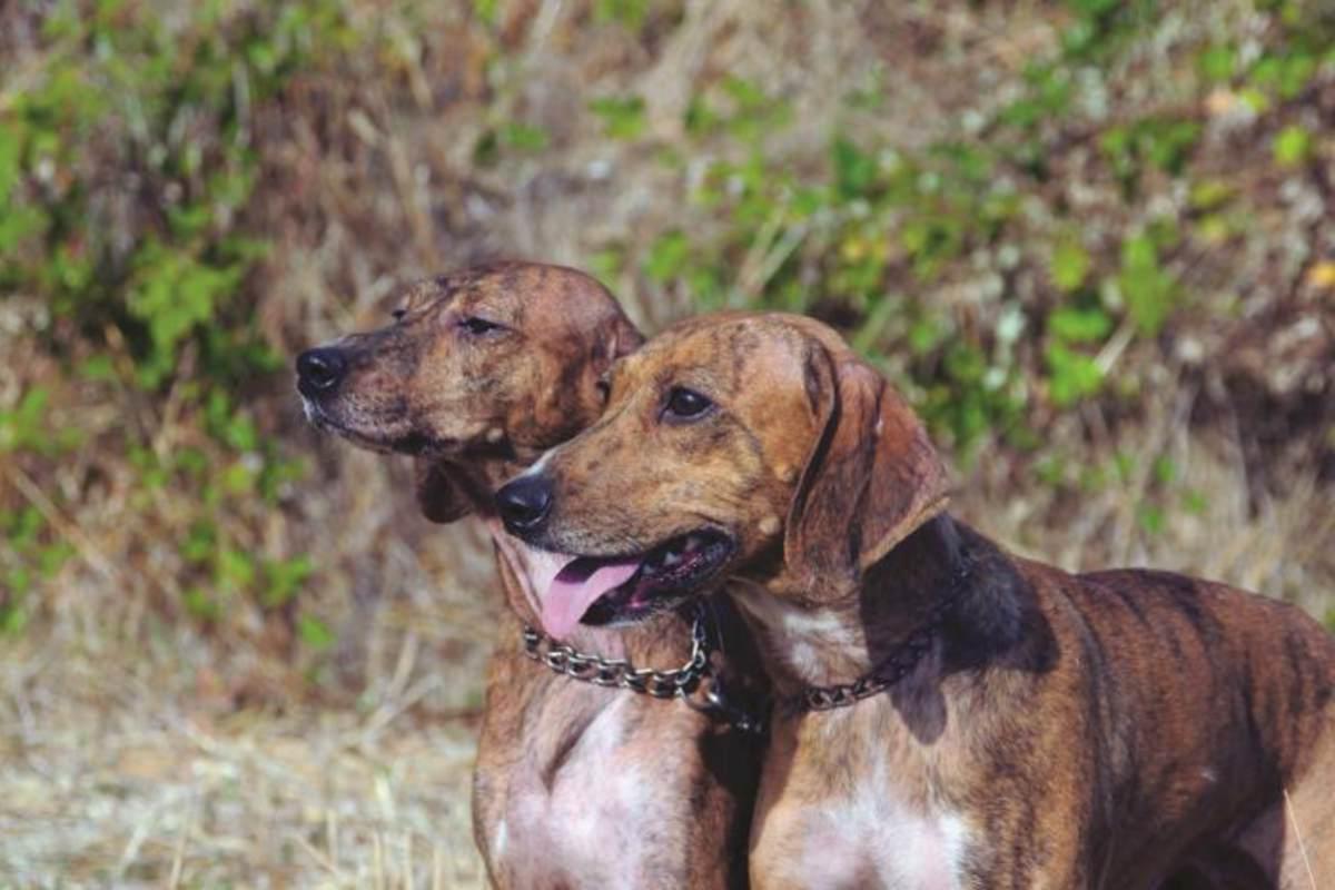 Segugio Maremmano Dog Breed Image 17