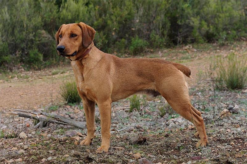 Segugio Maremmano Dog Breed Image 3