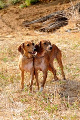 Segugio Maremmano Dog Breed Image 9