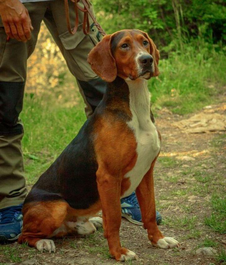 Serbian Hound Dog Breed Image 11