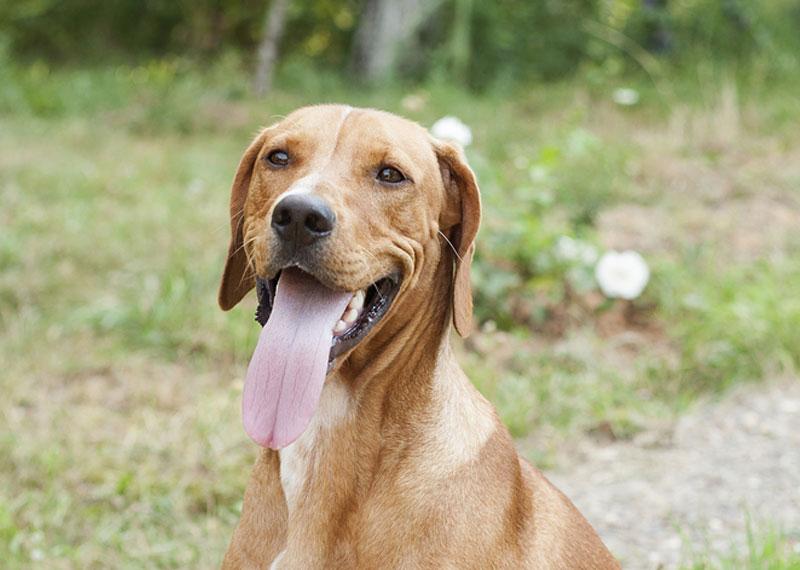 Serbian Hound Dog Breed Image 13