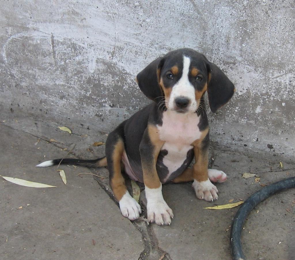 Serbian Hound Dog Breed Image 16