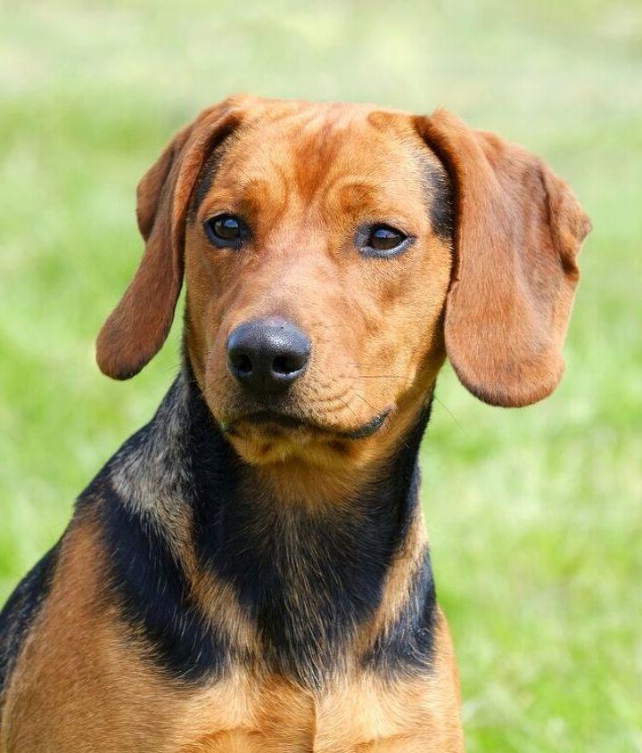 Serbian Hound Dog Breed Image 18