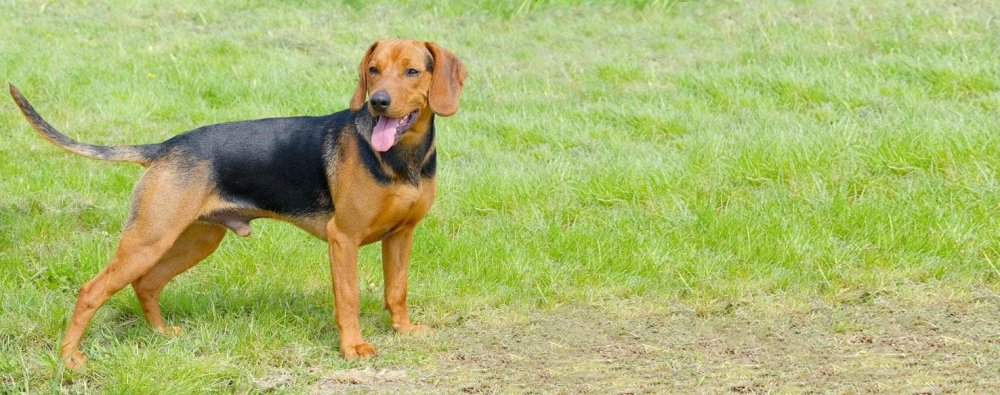 Serbian Hound Dog Breed Image 5