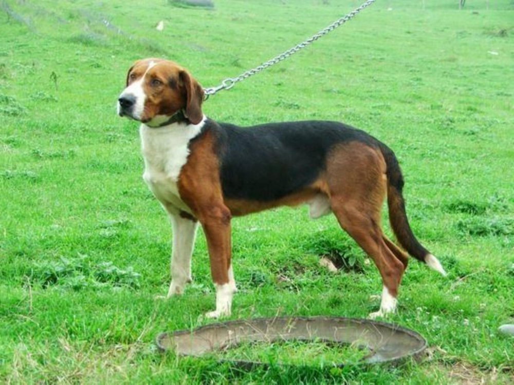 Serbian Hound Dog Breed Image 9