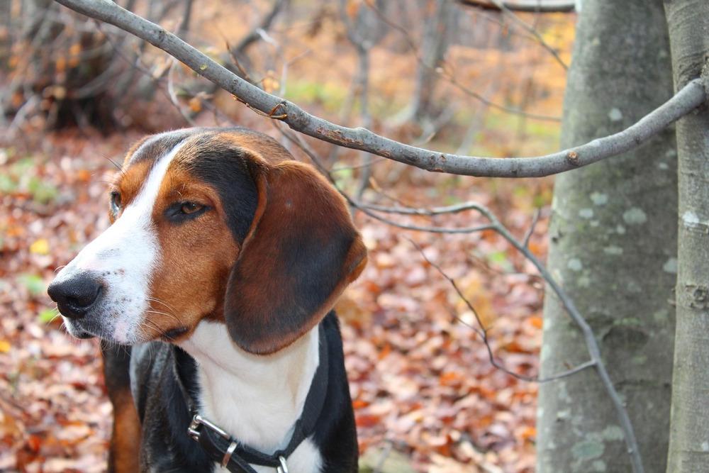 Serbian Tricolour Hound Dog Breed Image 1