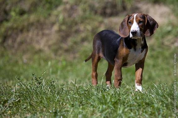 Serbian Tricolour Hound Dog Breed Image 10