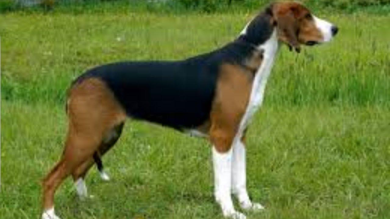 Serbian Tricolour Hound Dog Breed Image 12