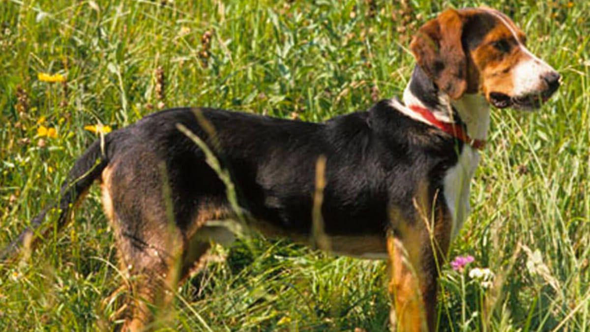 Serbian Tricolour Hound Dog Breed Image 16